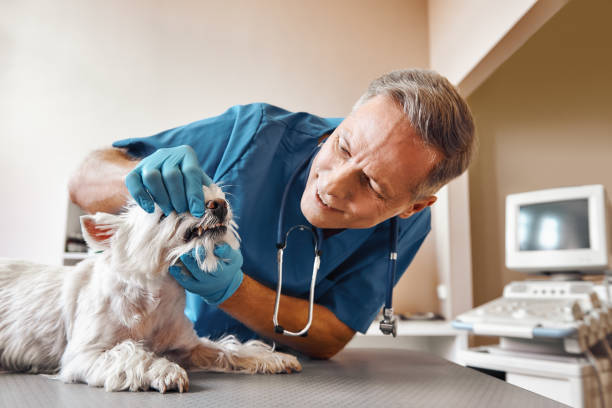 Best Emergency Dental Extractions in Louisville, CO